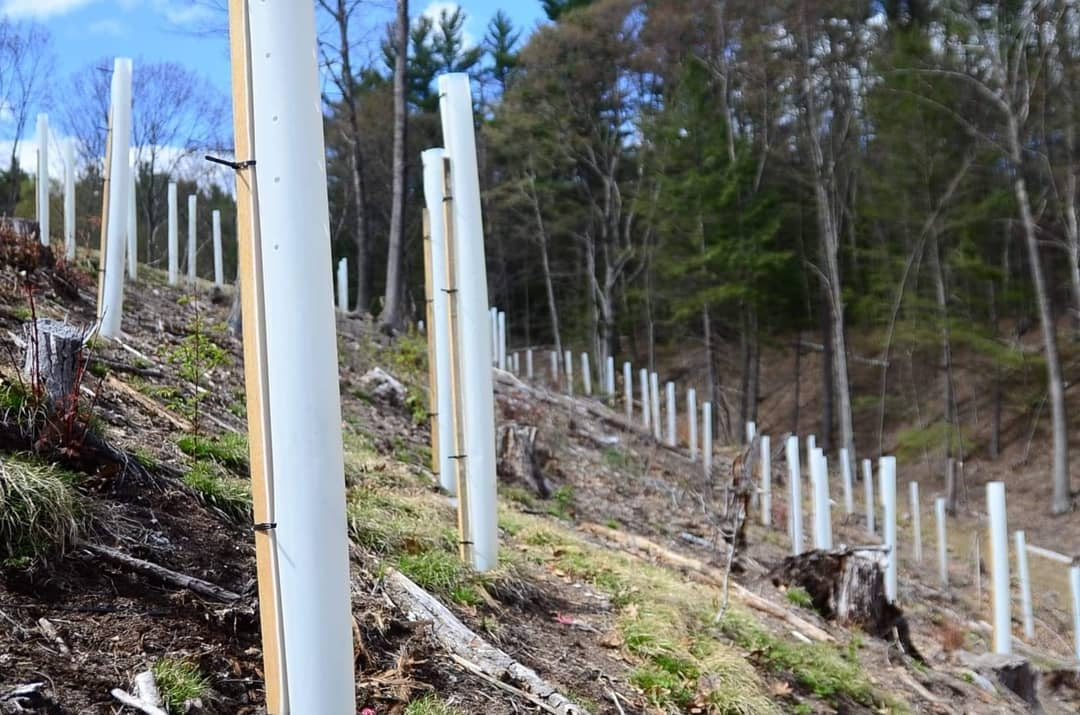 Independent Studies – Tree Tube