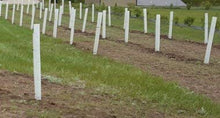 Miracle Tree Tube - Tree Shelter - Grow Tube